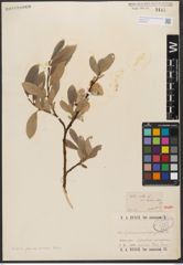 Foto von Salix pantosericea Goerz